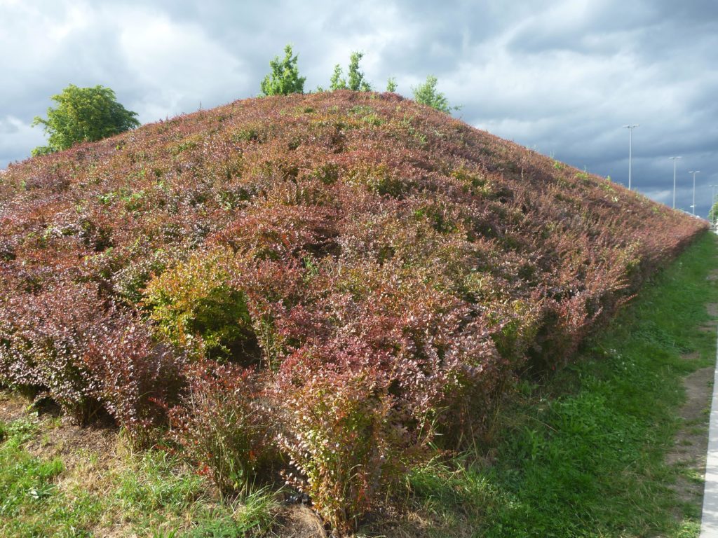 Koblenz Garten im Ehrenbreitstein 3